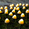 ŚWIETLNE GRZYBKI: LAMPKI SOLARNE GRUNTOWE - CIEPŁE 5M 10 LED